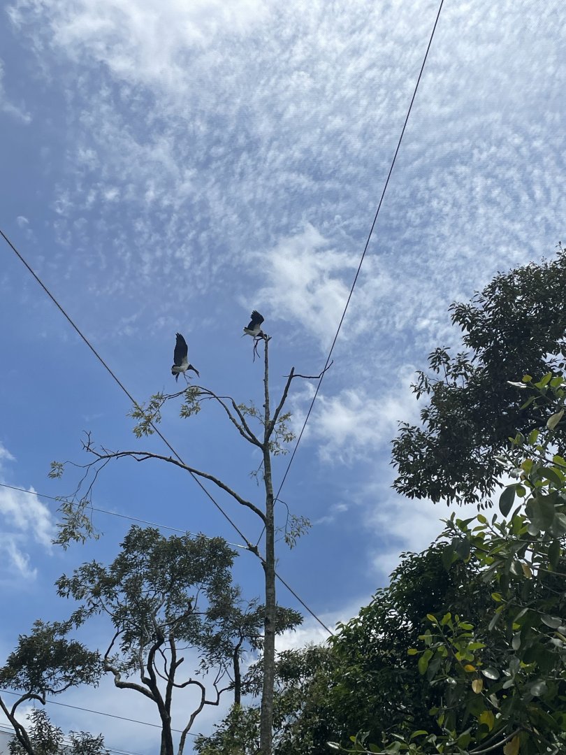 Abdim's Stork (Ciconia abdimii)