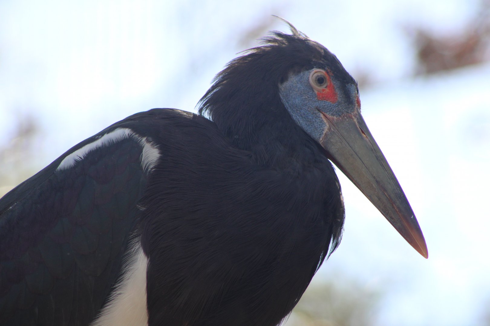 Abdim’s Stork (Ciconia abdimii)