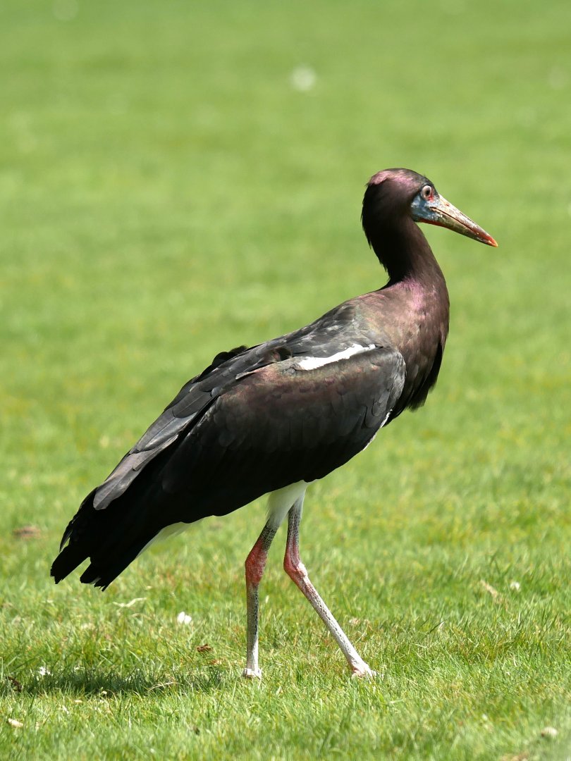 Abdim's stork (Ciconia abdimii)
