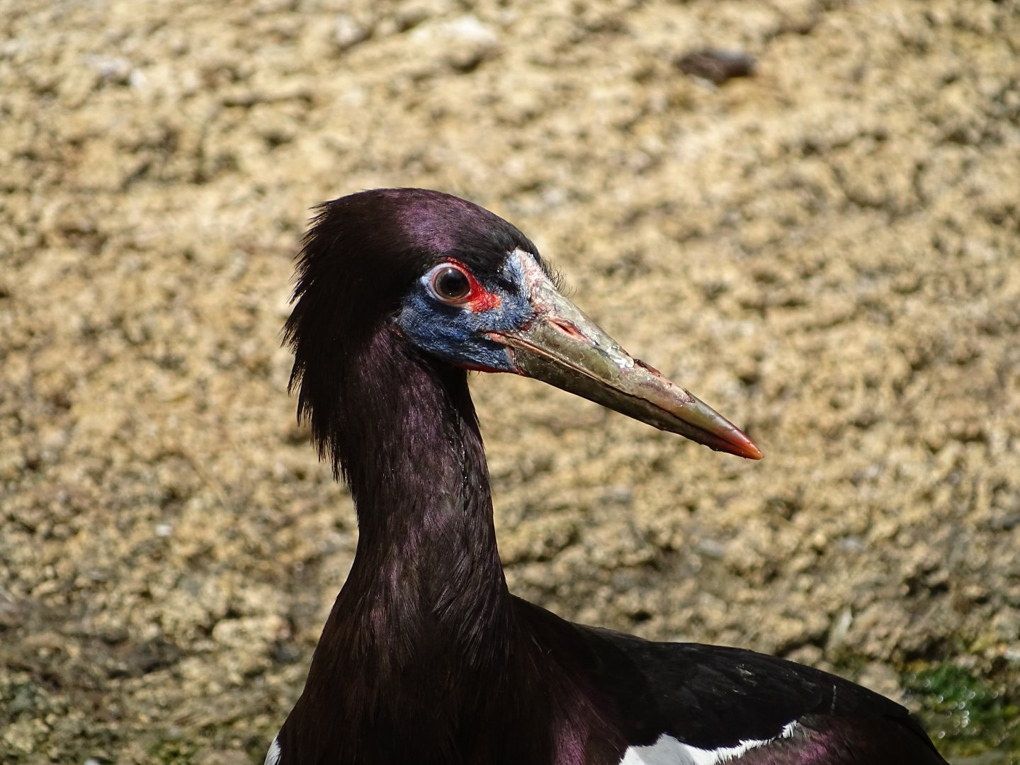 Abdim's stork (Ciconia abdimii)