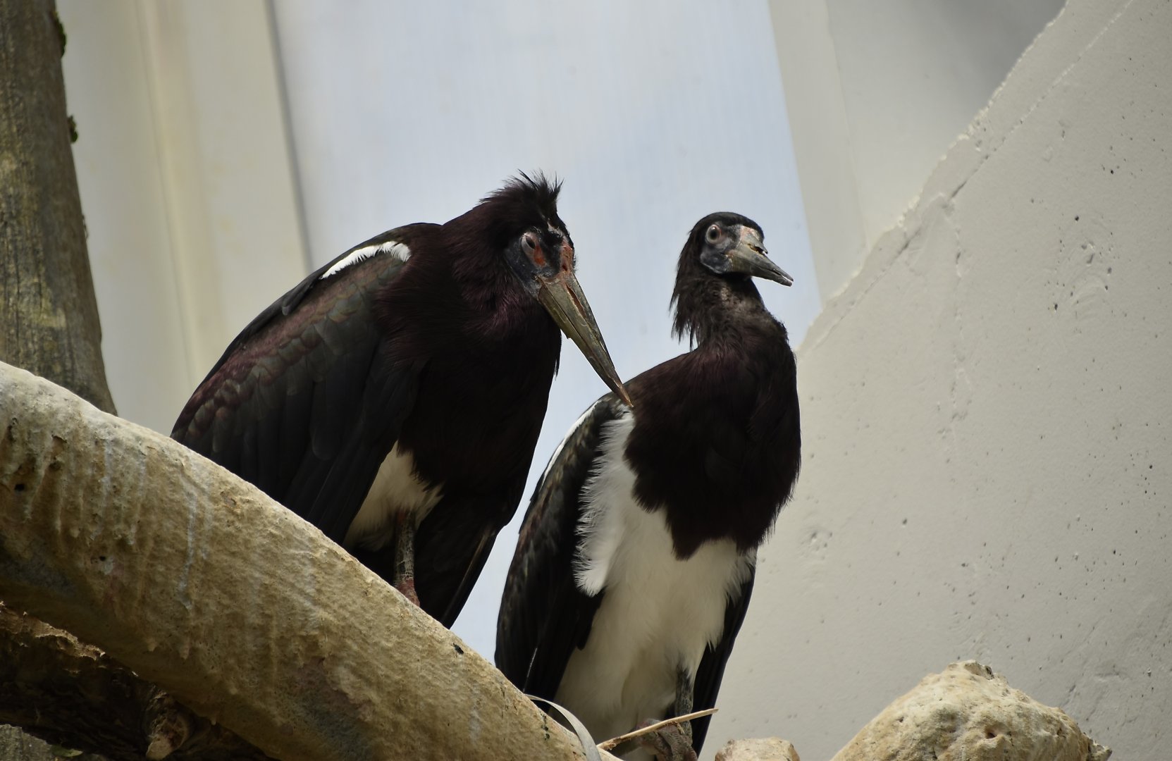 Abdim's Stork (Ciconia abdimii)