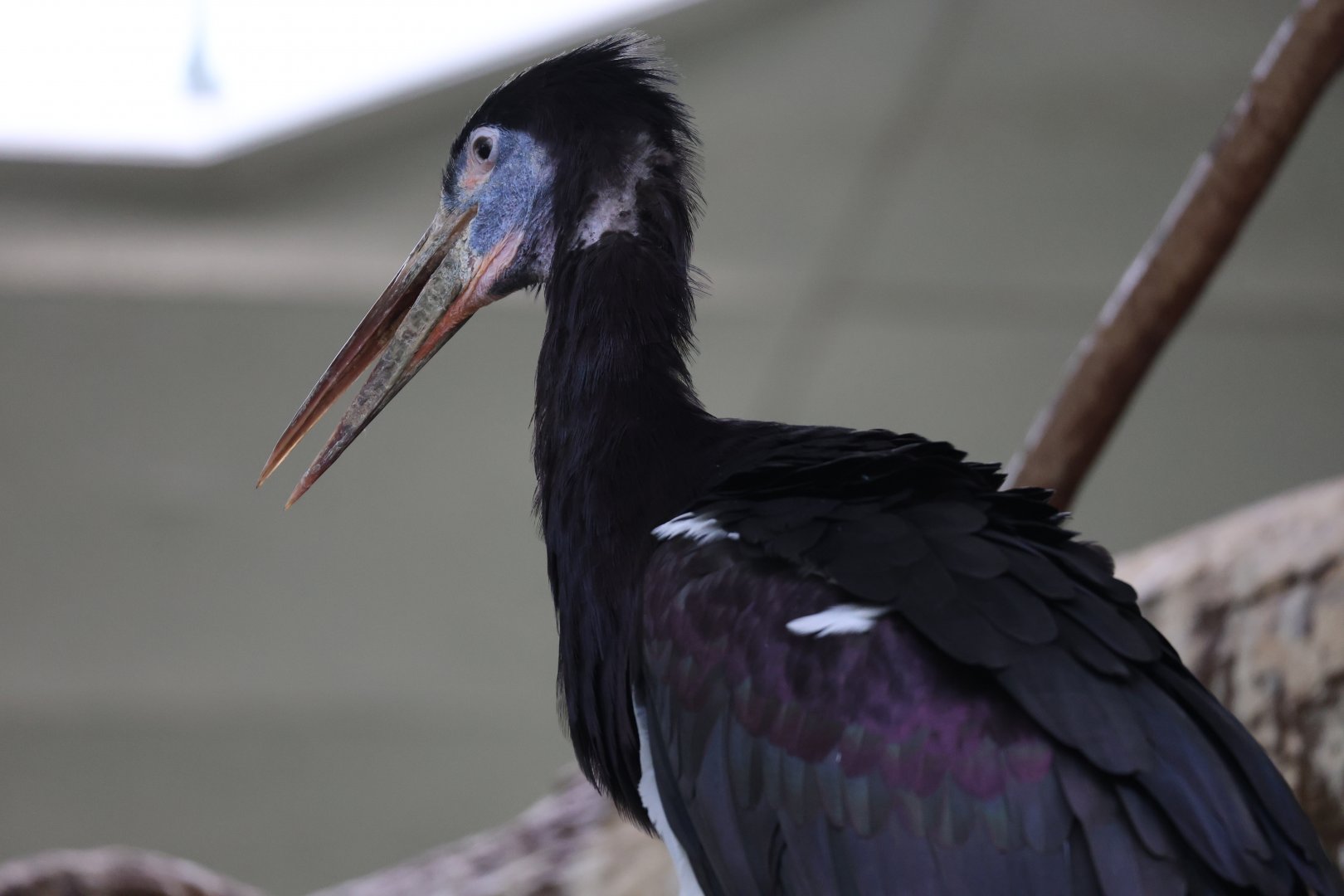 Abdim's stork (Ciconia abdimii)