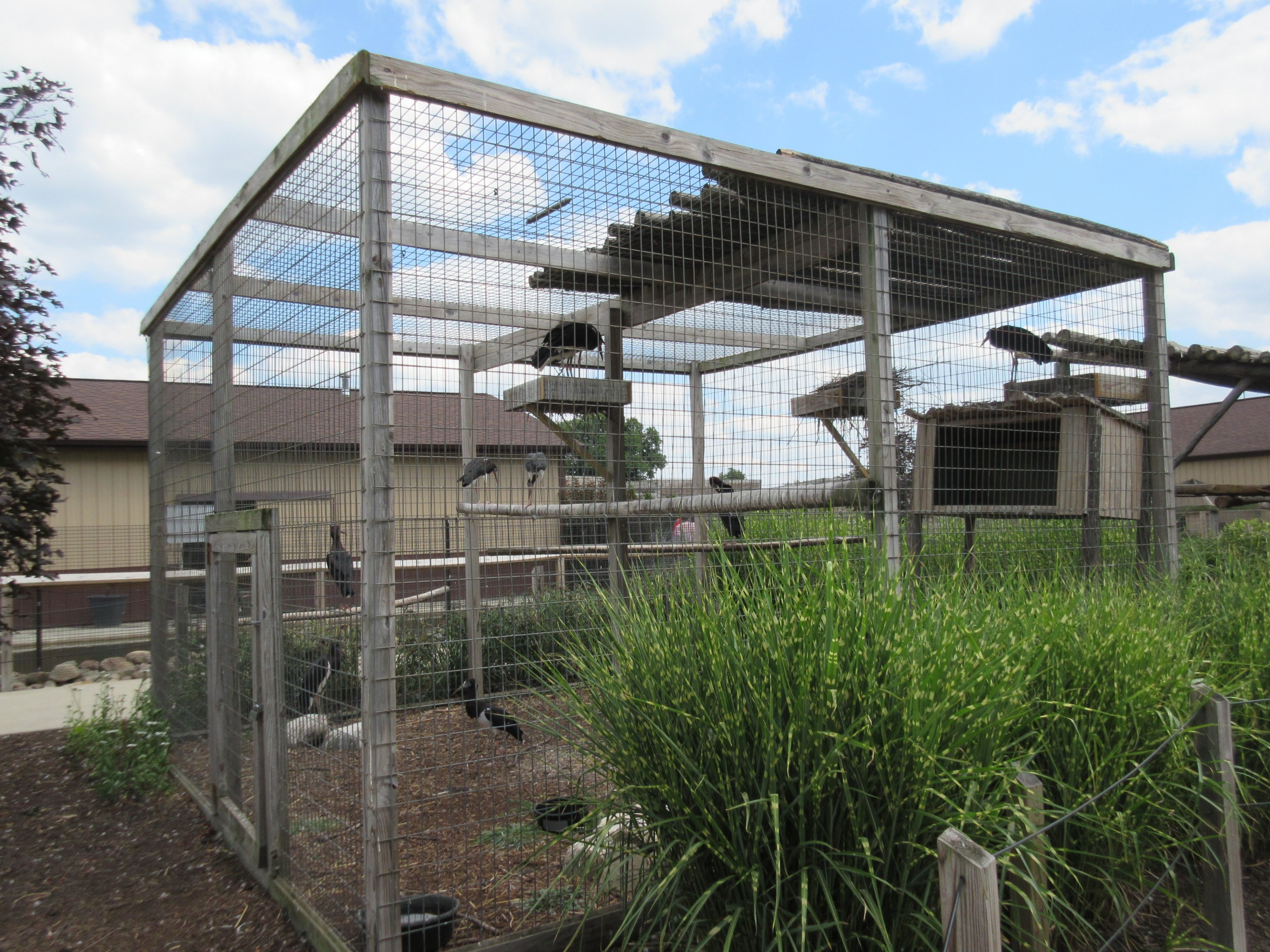 Abdim's Stork Exhibit