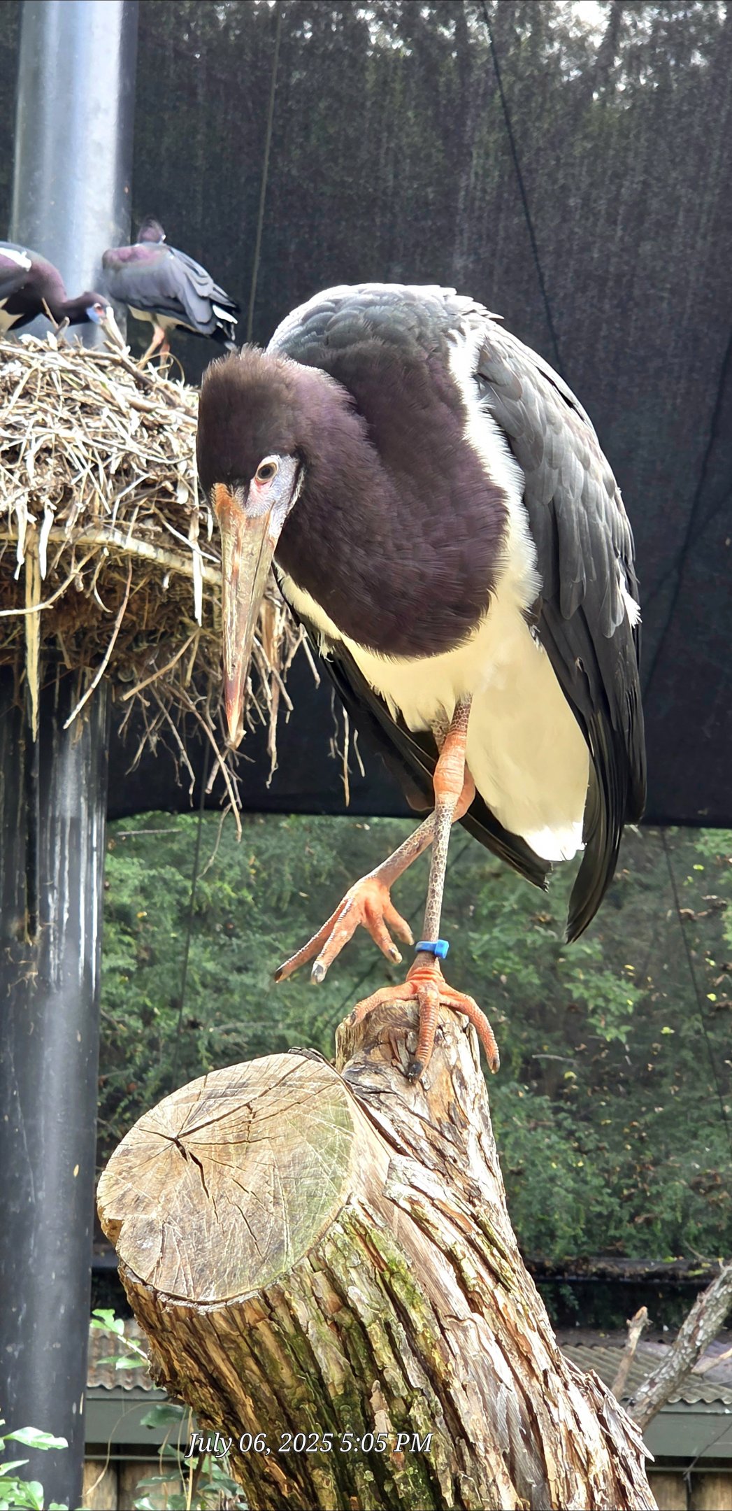 Abdim's Stork - Fort Worth Zoo