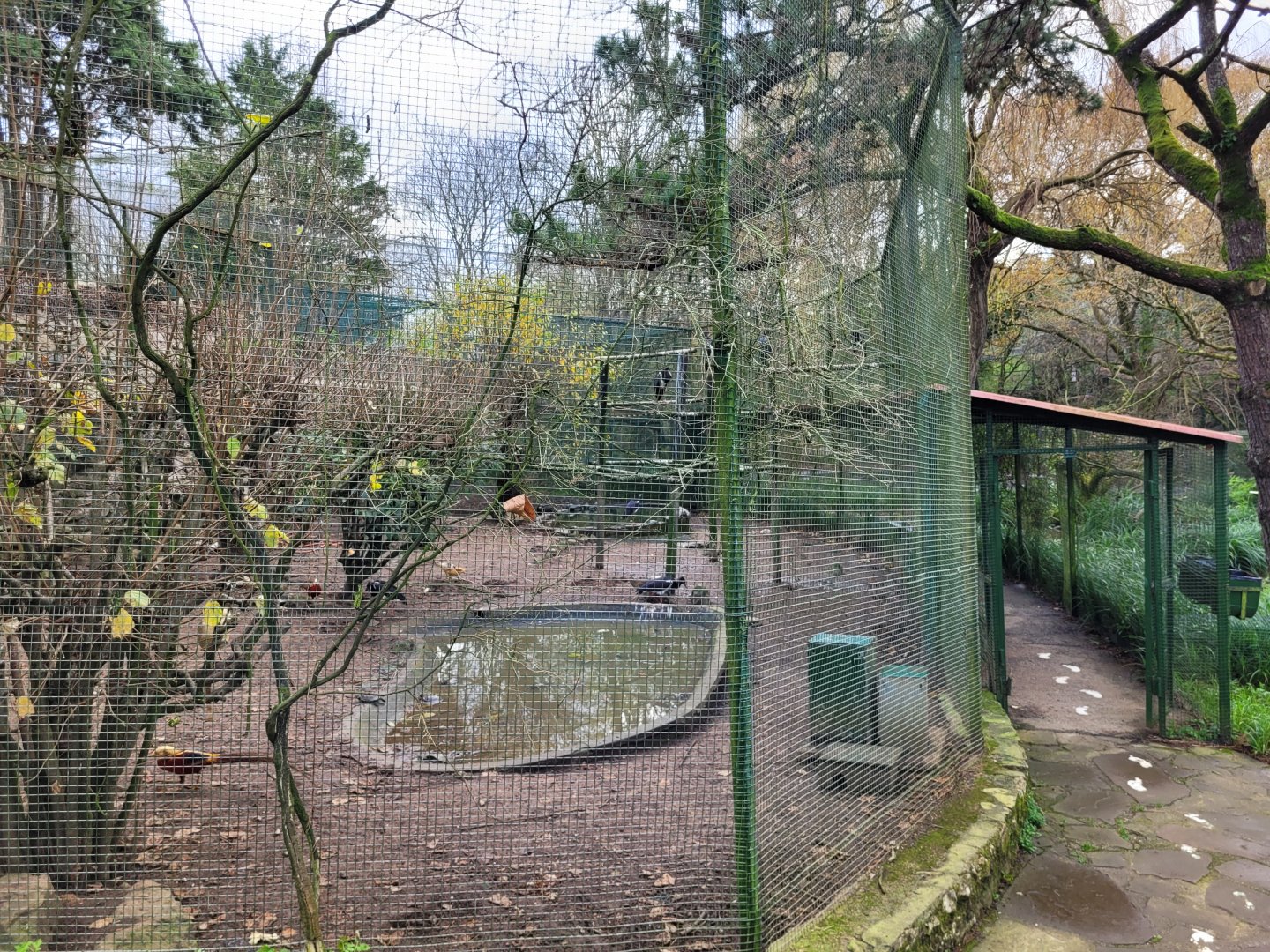 Abdim's stork, Golden pheasant and Lady Amherst’s pheasant exhibit -Zoo de Santillana del Mar (2023)