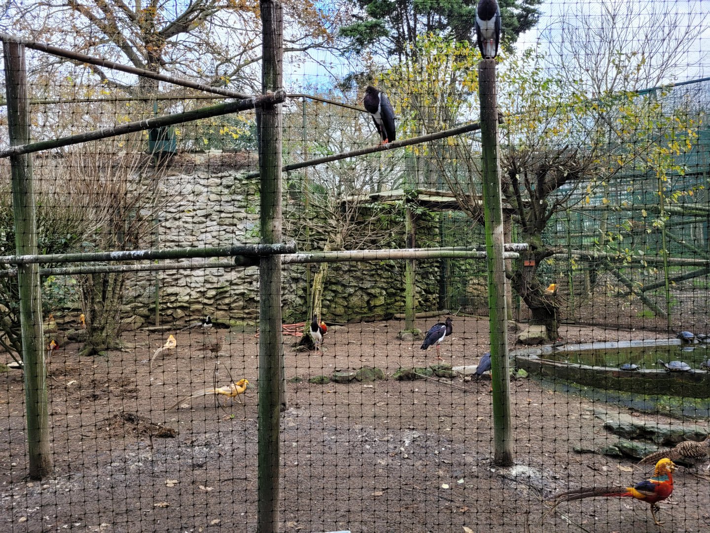 Abdim's stork, Golden pheasant and Lady Amherst’s pheasant exhibit -Zoo de Santillana del Mar (2023)
