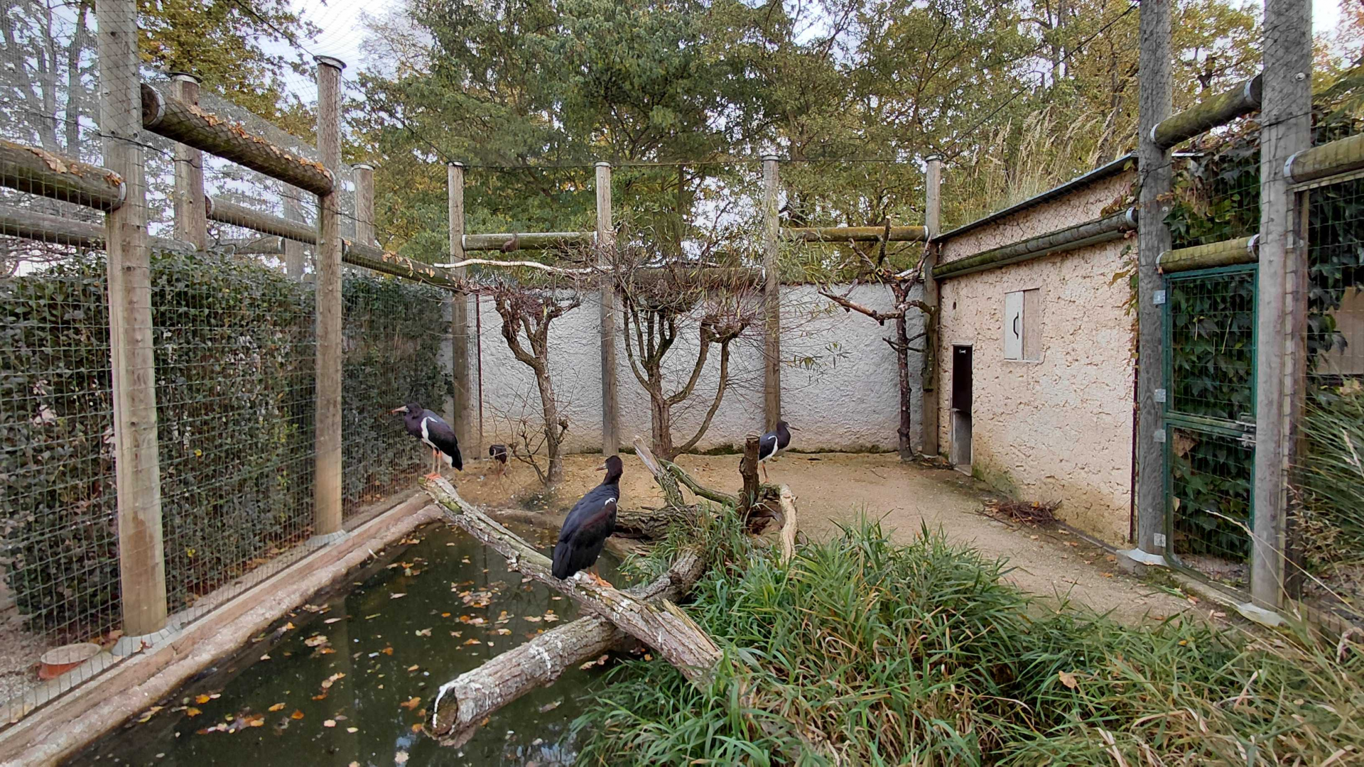 Abdim's stork + hamerkop aviary