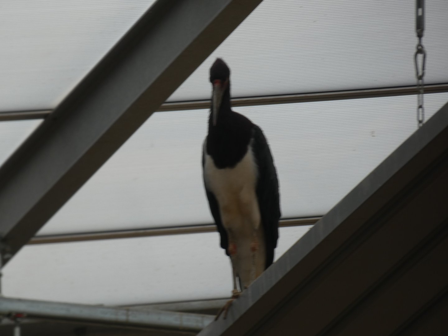Abdim's Stork in Elephant House