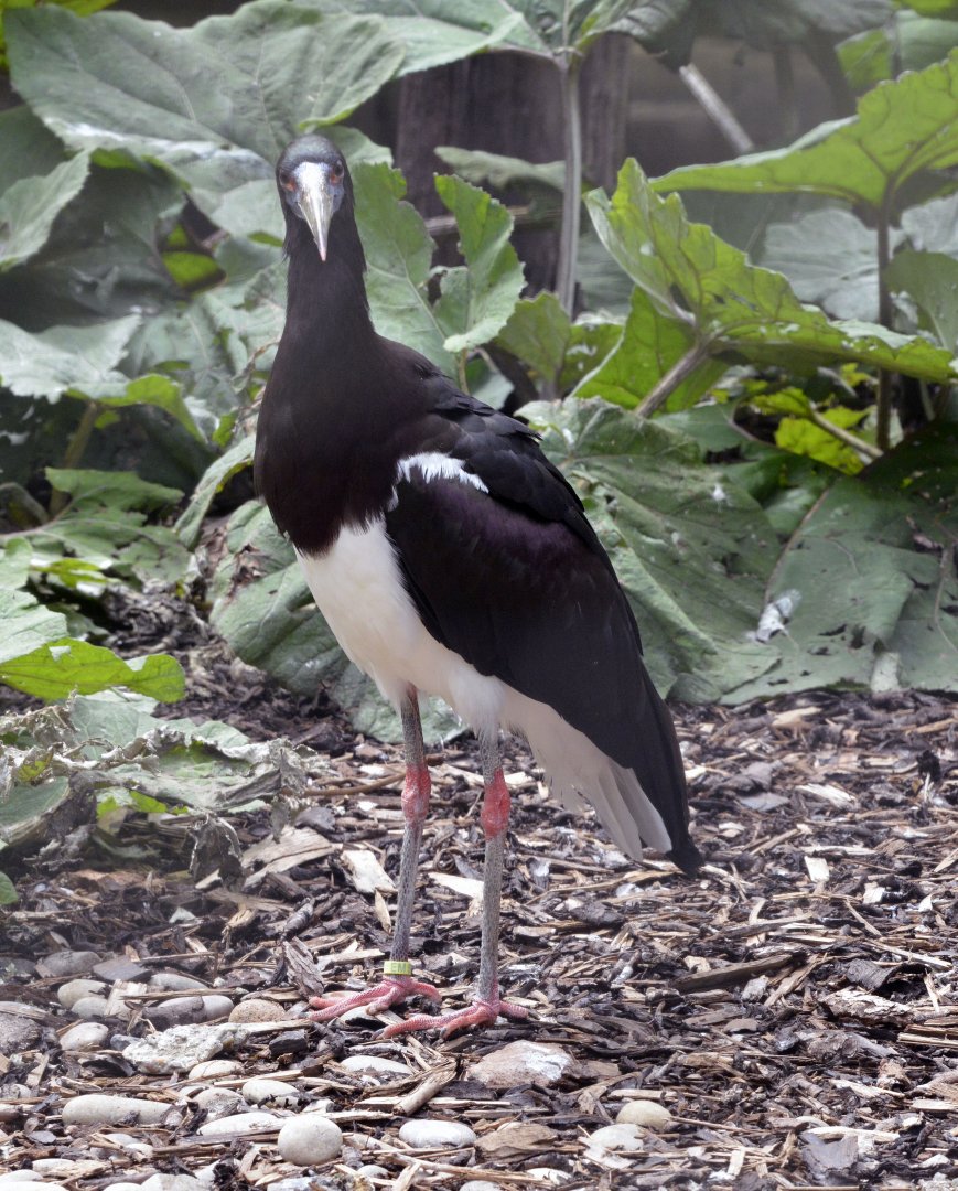 Abdim's Stork London zoo 25 07 2020