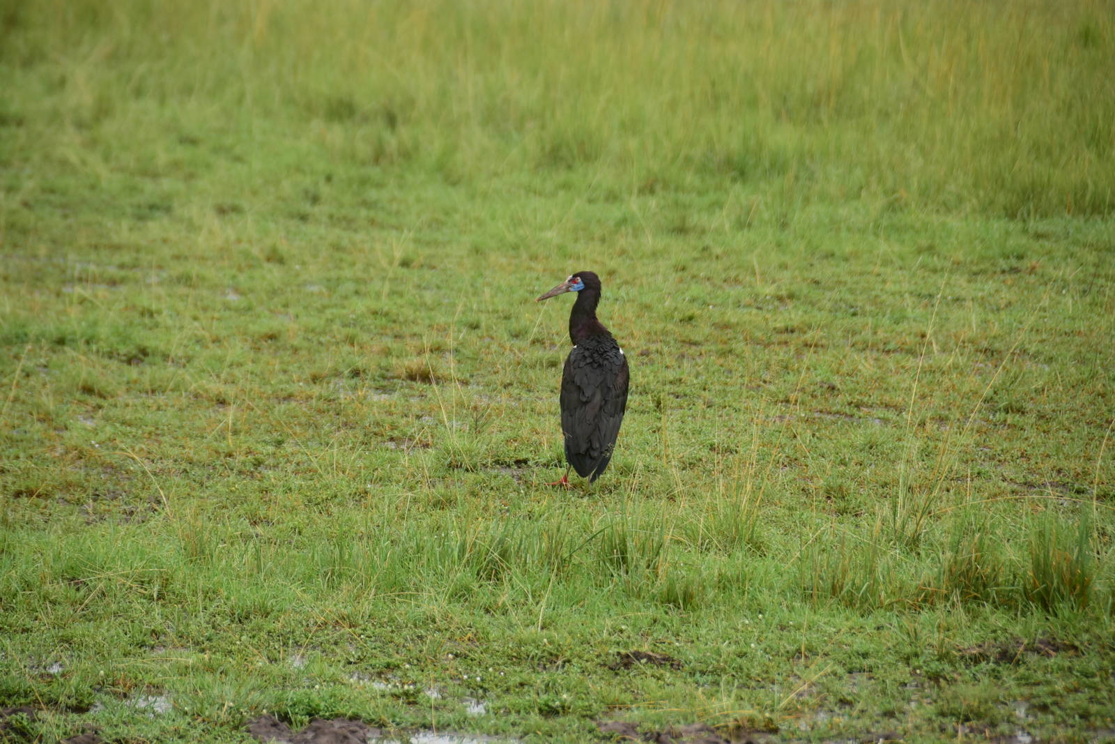 Abdim's Stork - Masai Mara