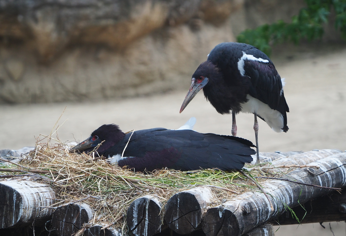 Abdim's stork nest on top of observation hut, 2020-05-24