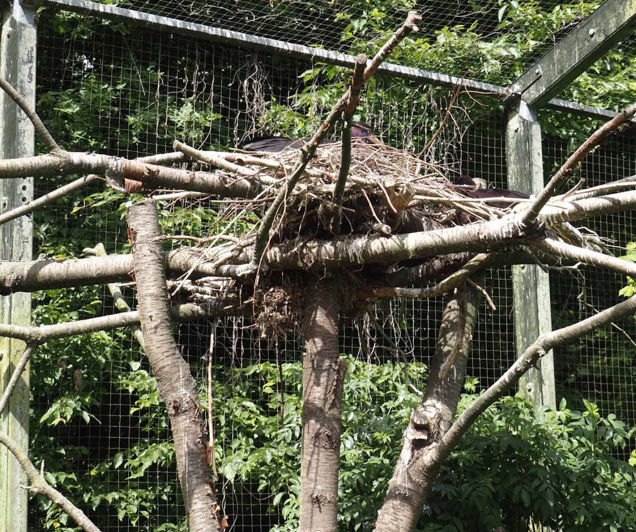 Abdim's stork nests, 2025-05-22