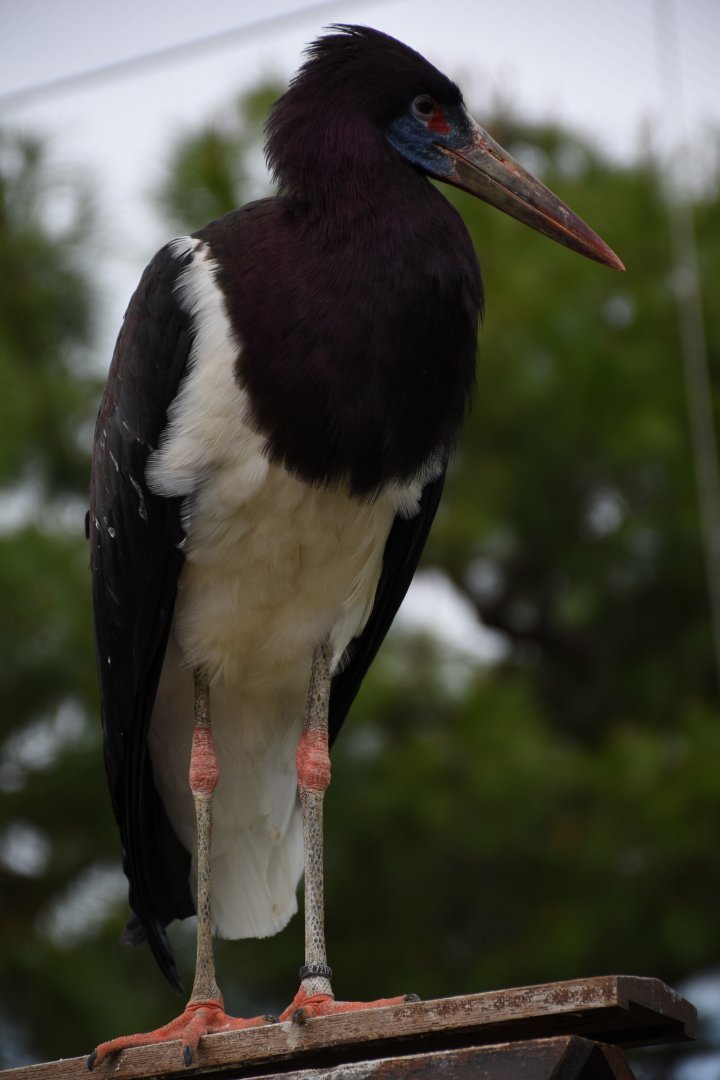 Abdim's stork - Parco Faunistico le Cornelle