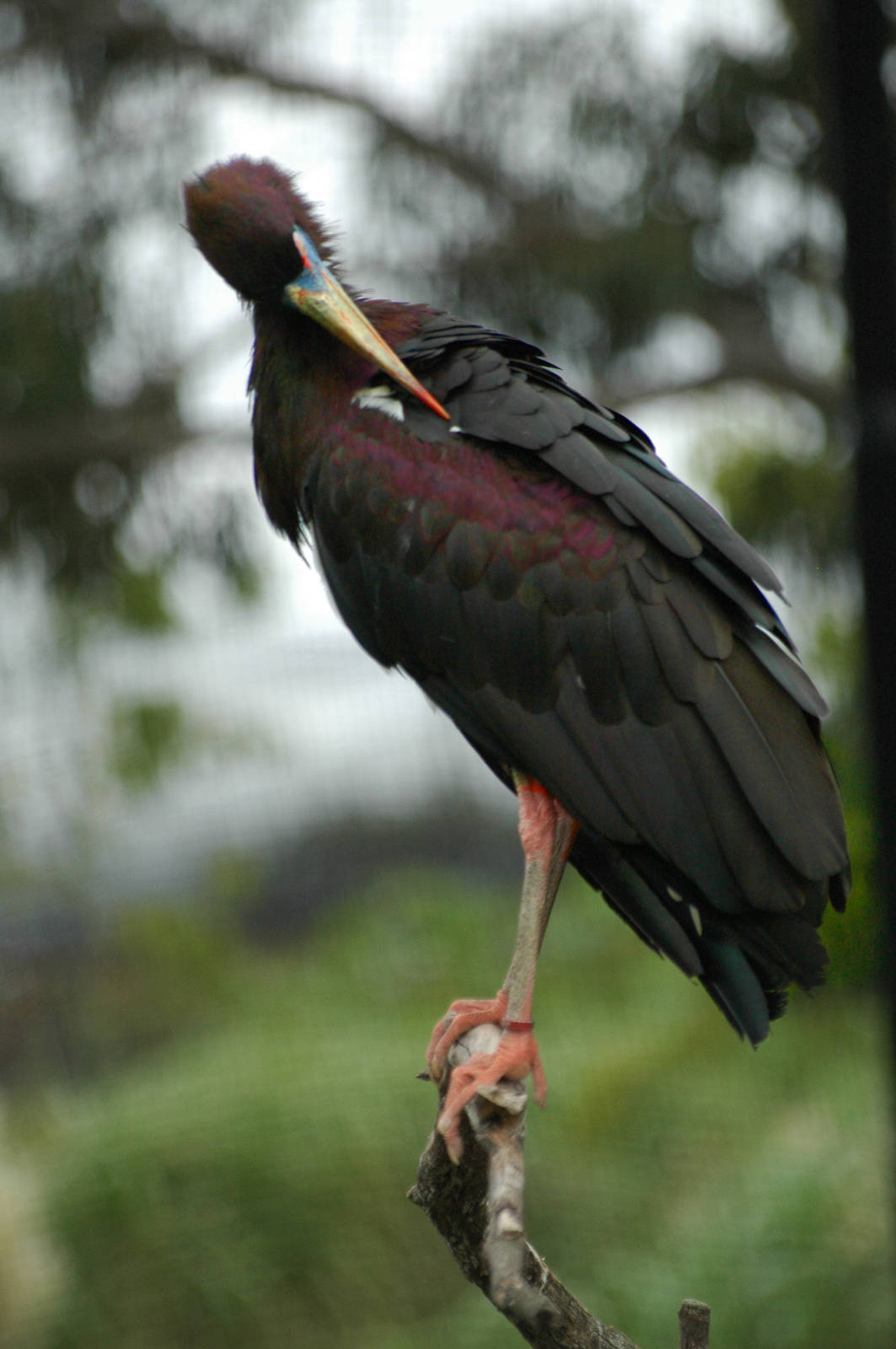Abdim's Stork Preening