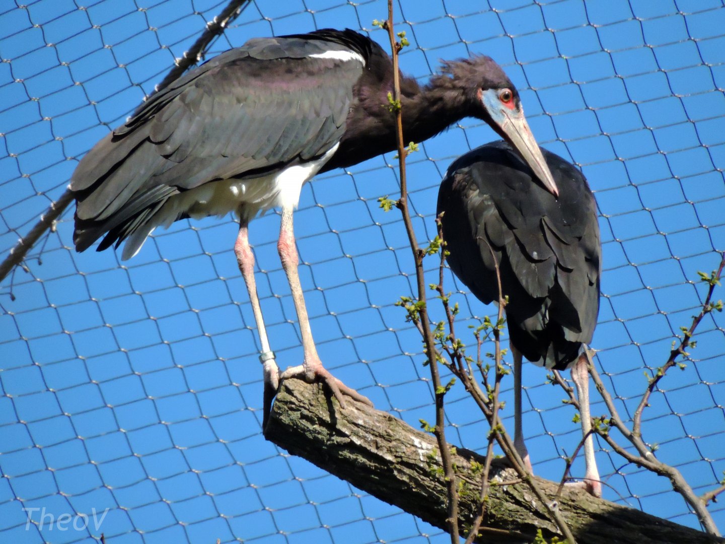 Abdim's stork - Sanctuaire des okapis [2015]