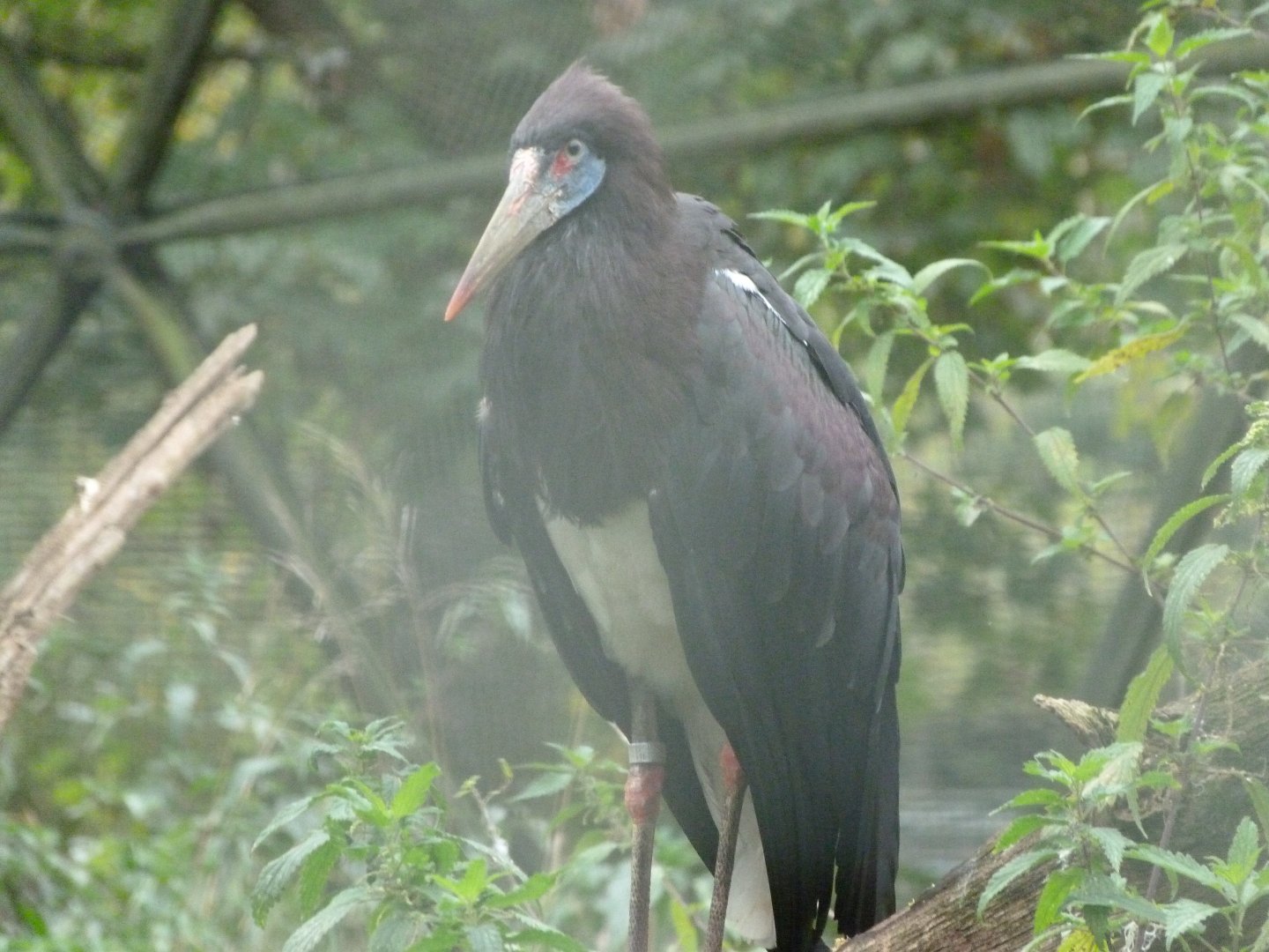 Abdim's stork -Tierpark Berlin (2024)