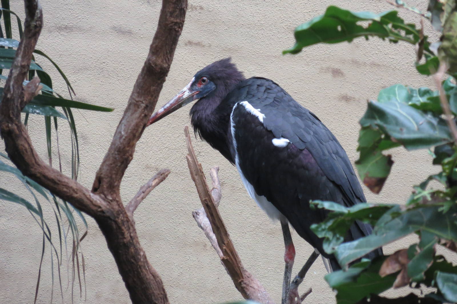 Abdims Stork - World of Birds 031215