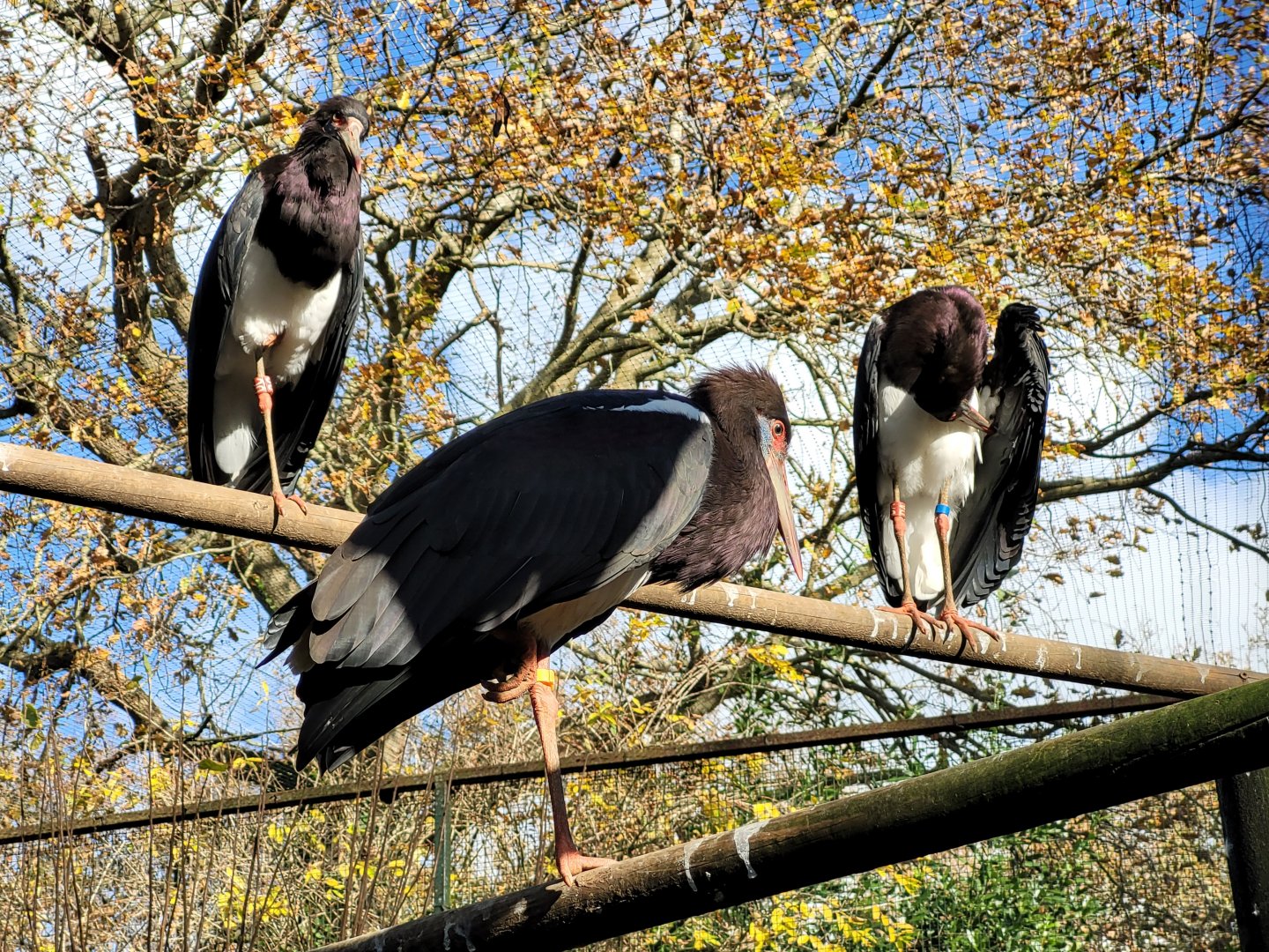 Abdim's stork -Zoo de Santillana del Mar (2023)