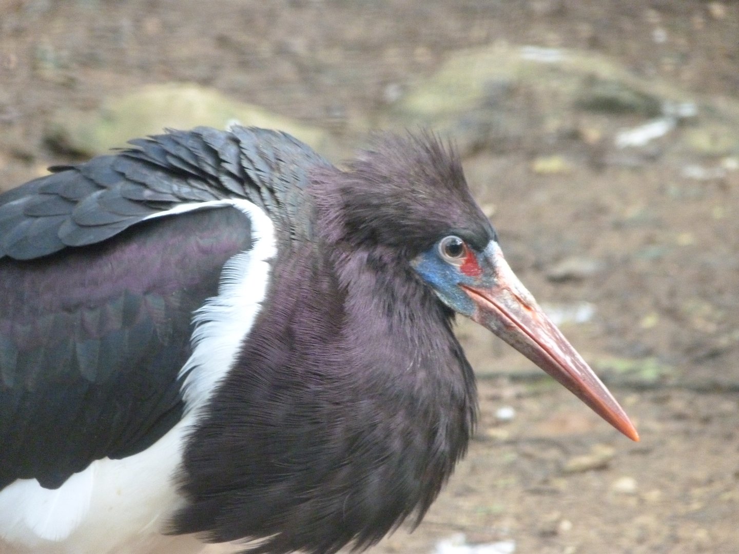 Abdim's stork -Zoo de Santillana del Mar (2024)