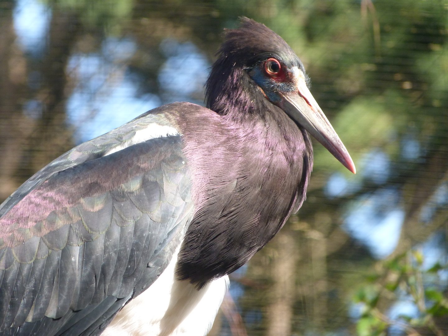 Abdim's stork -Zoo de Santillana del Mar (2024)