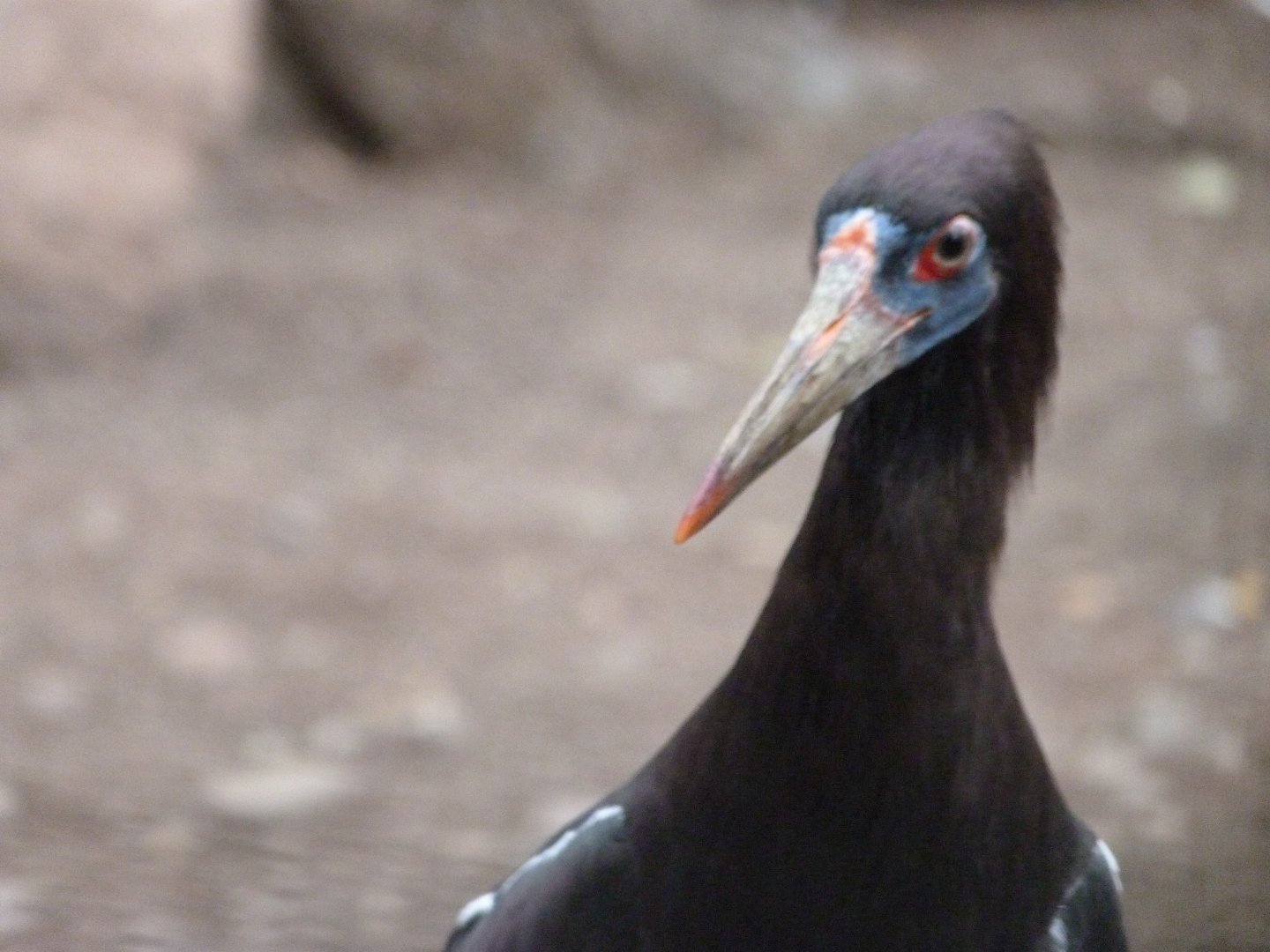 Abdim's stork -Zoologischer Garten Berlin (2024)