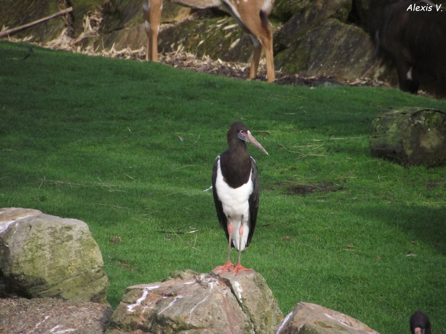 Abdim's Stork - Zooparc de Beauval - 13/10/2024
