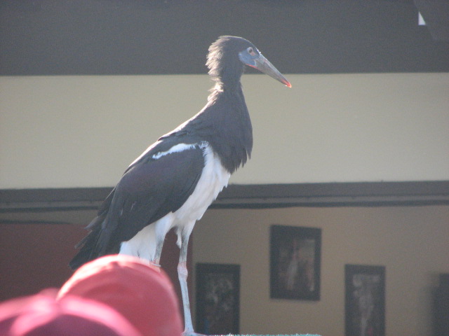 Abdim's stork