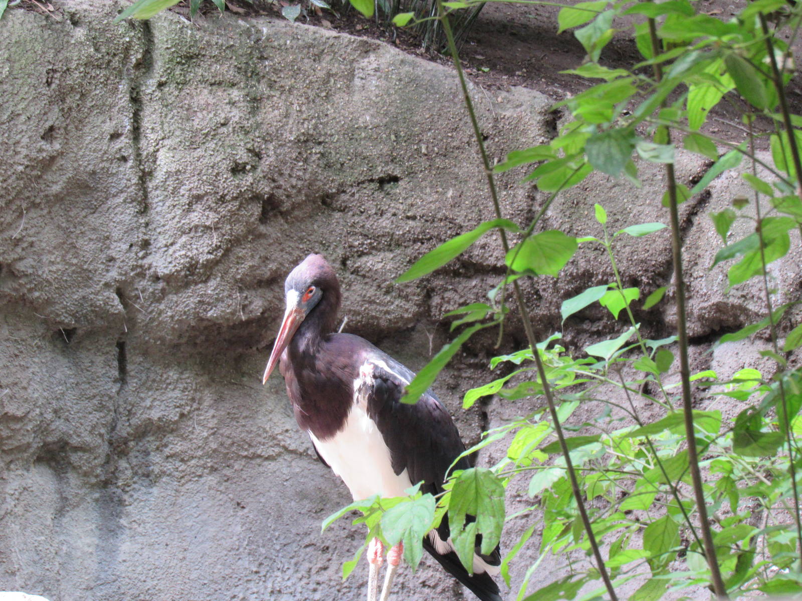 Abdim's stork