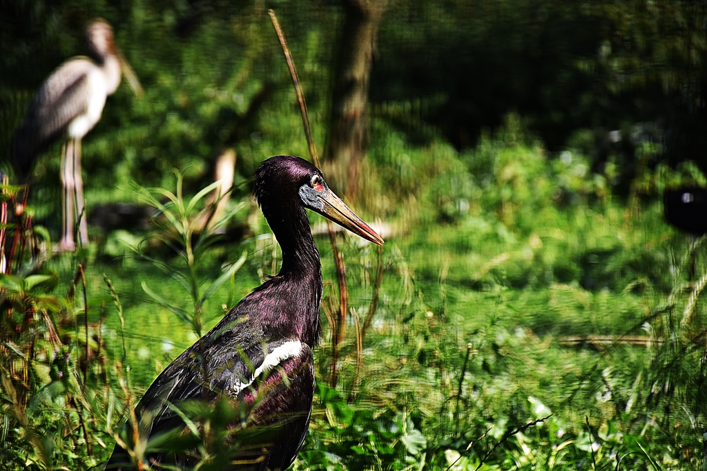 Abdim's Stork