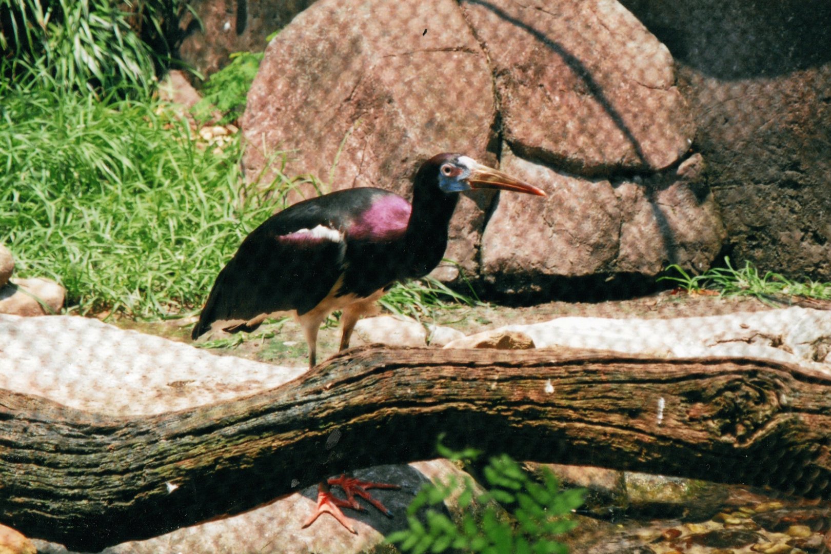 Abdim's Stork