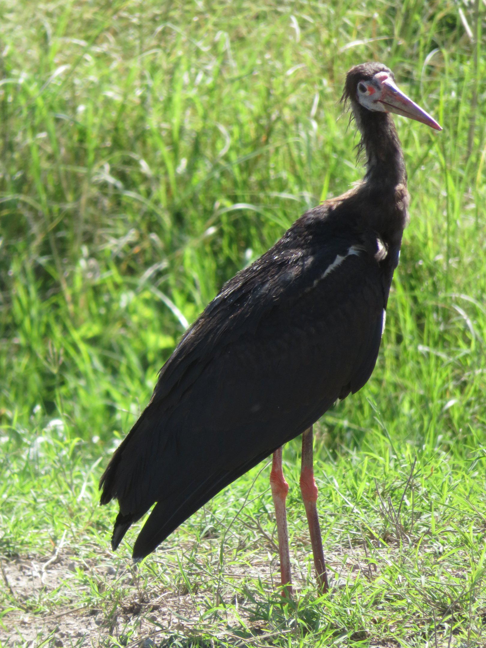 Abdim's Stork