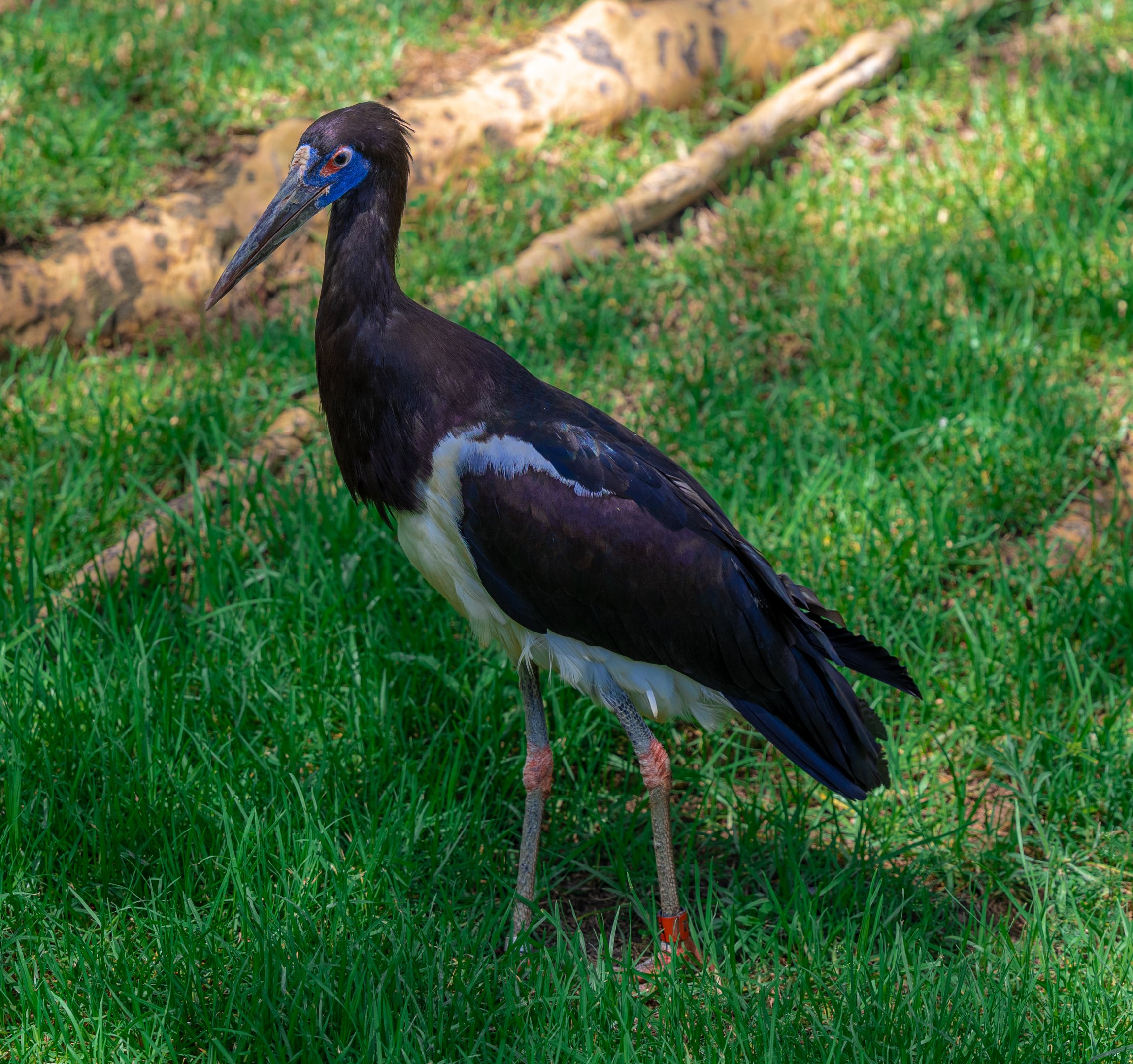 Abdim’s Stork