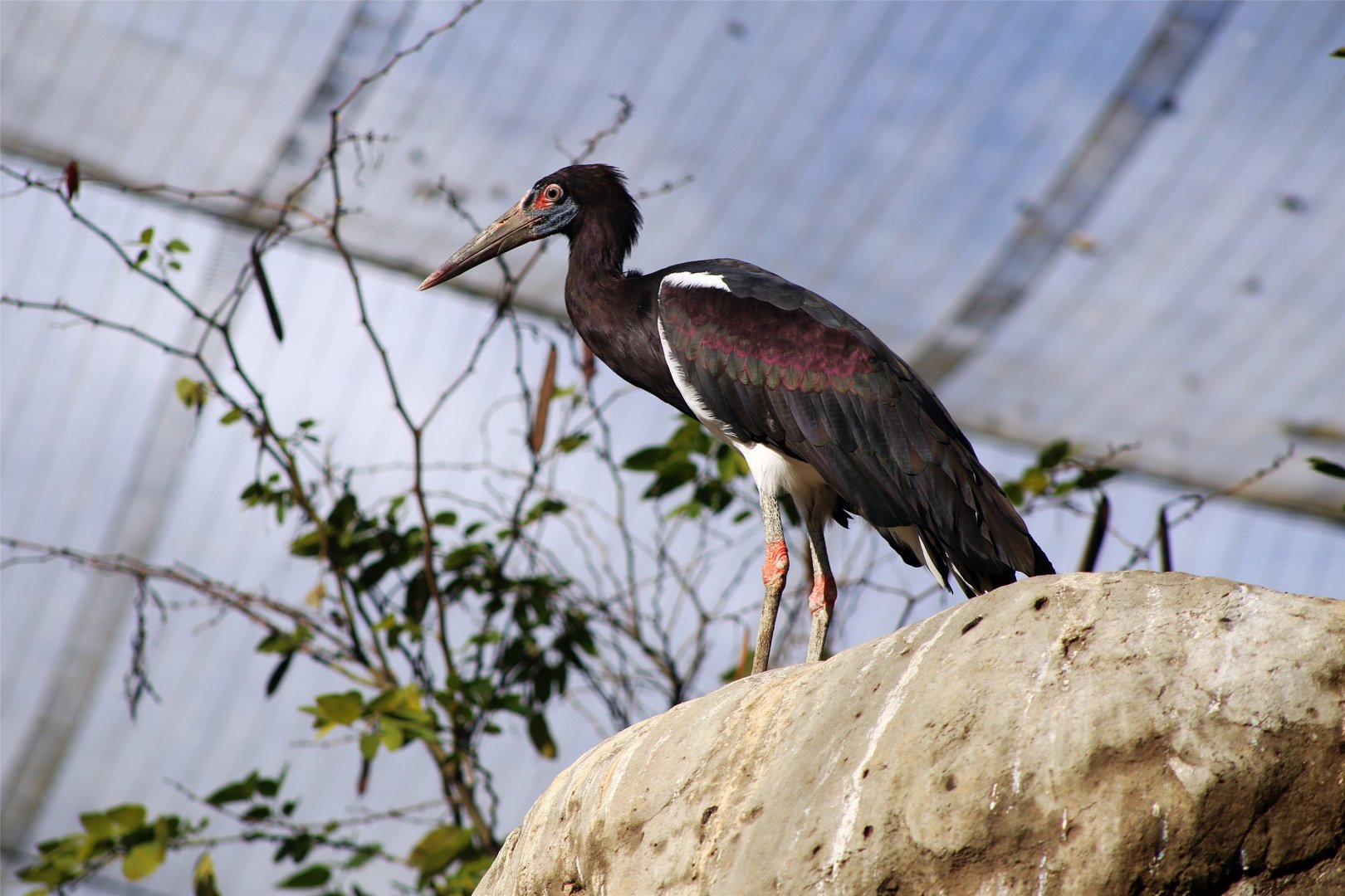 Abdim's Stork
