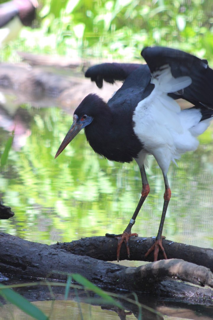 Abdim’s Stork