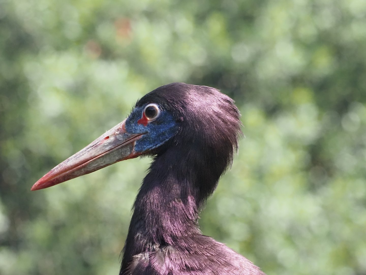 Abdim's Stork