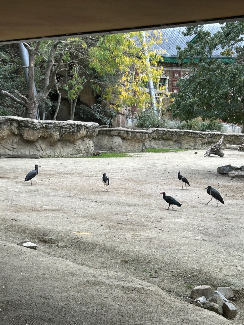 Abdim’s storks and southern bald ibisses