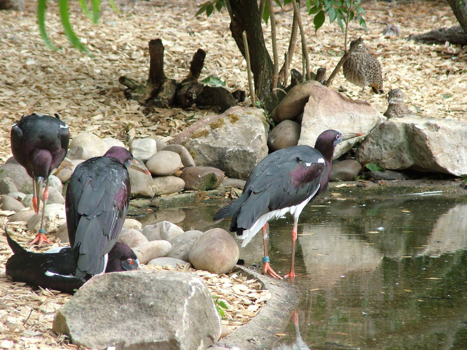 Abdim's Storks at Landau Zoo, 04/09/10