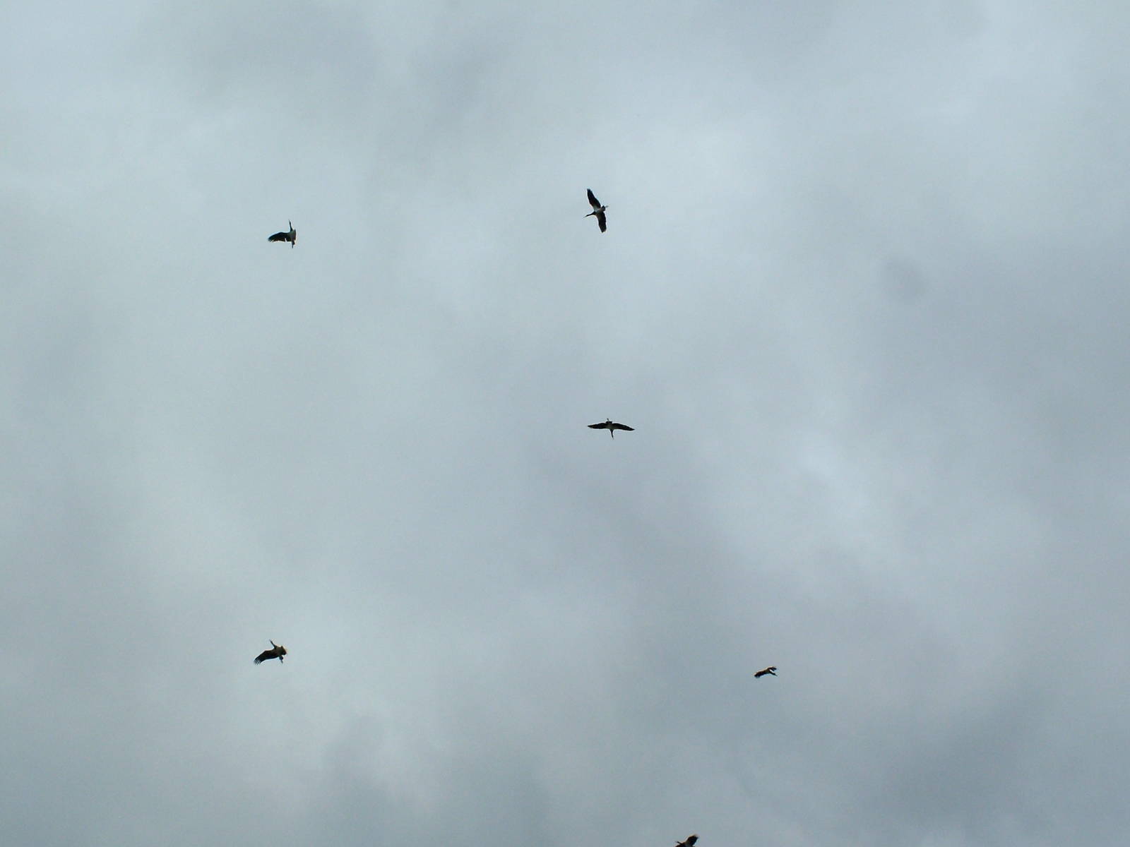 Abdim's Storks: Bird Show at Jungle Park (Las Aguilas), 13/11/10