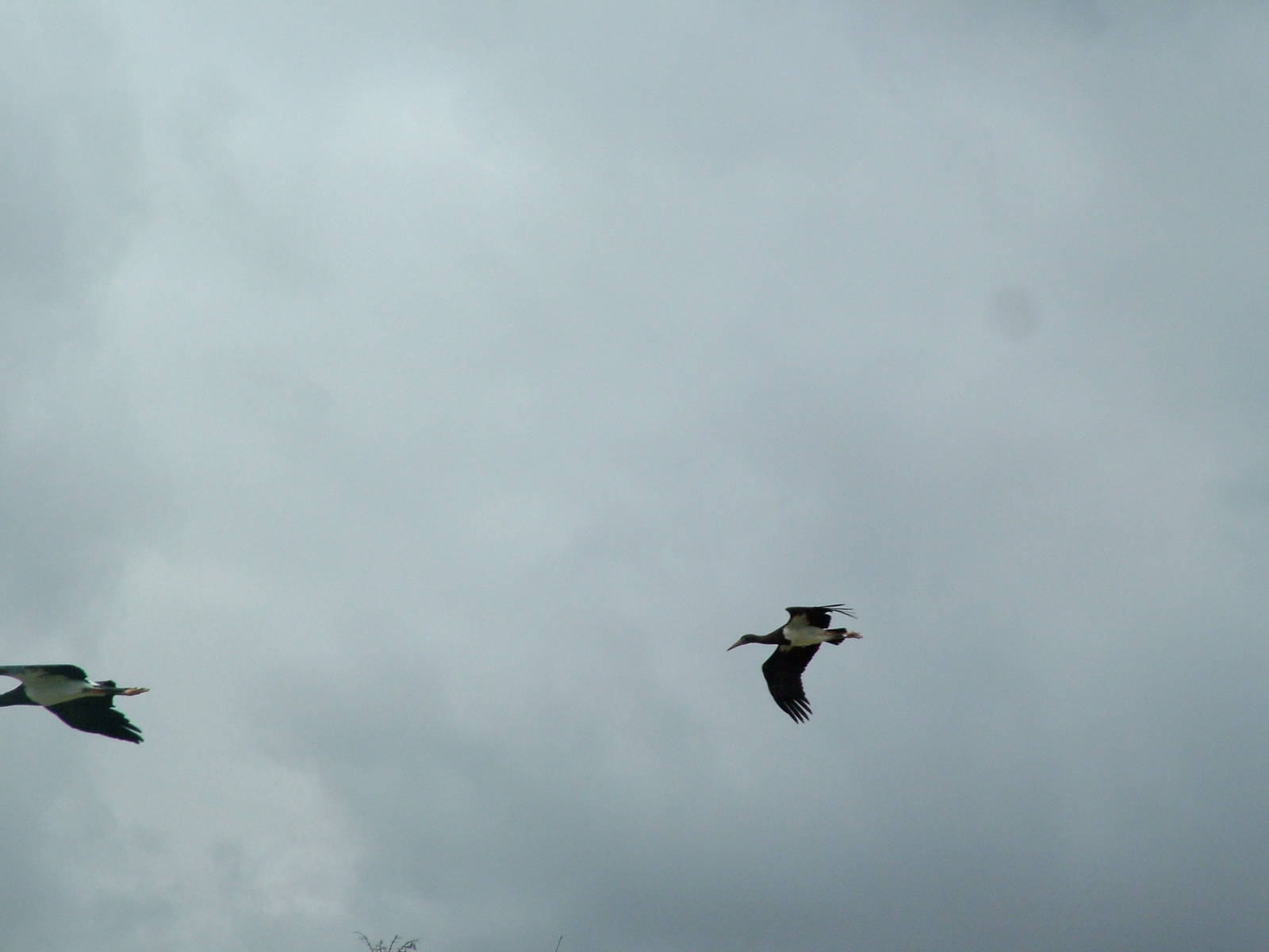 Abdim's Storks: Bird Show at Jungle Park (Las Aguilas), 13/11/10