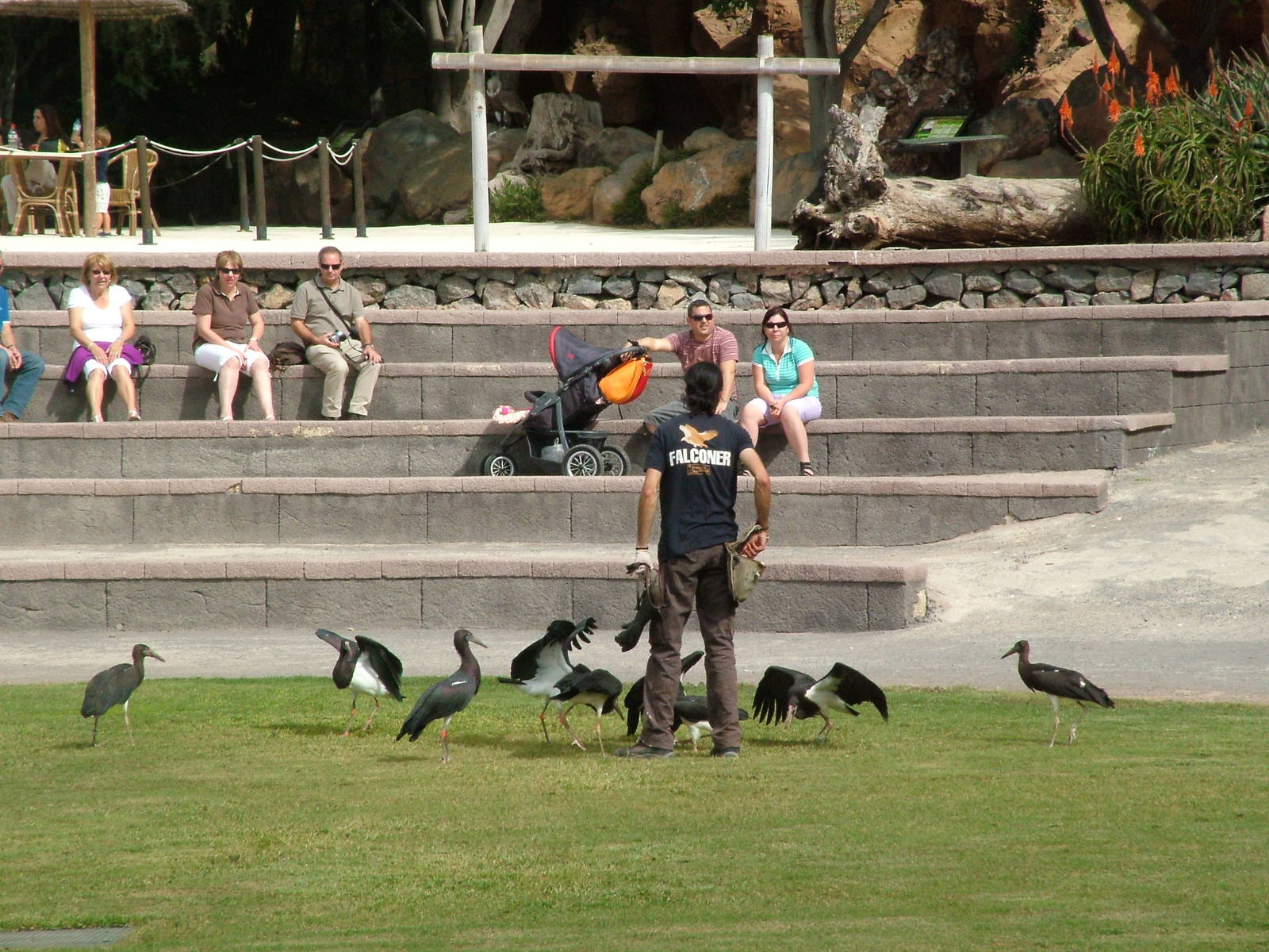 Abdim's Storks: Bird Show at Jungle Park (Las Aguilas), 13/11/10