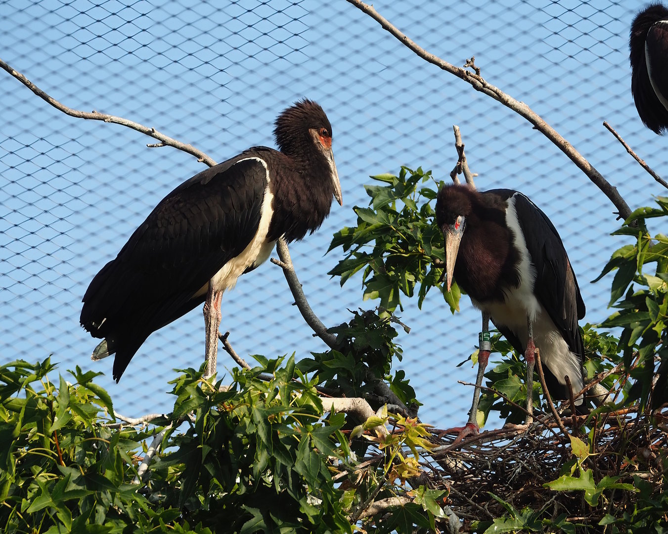 Abdim's storks (Ciconia abdimii), 2022-09-04