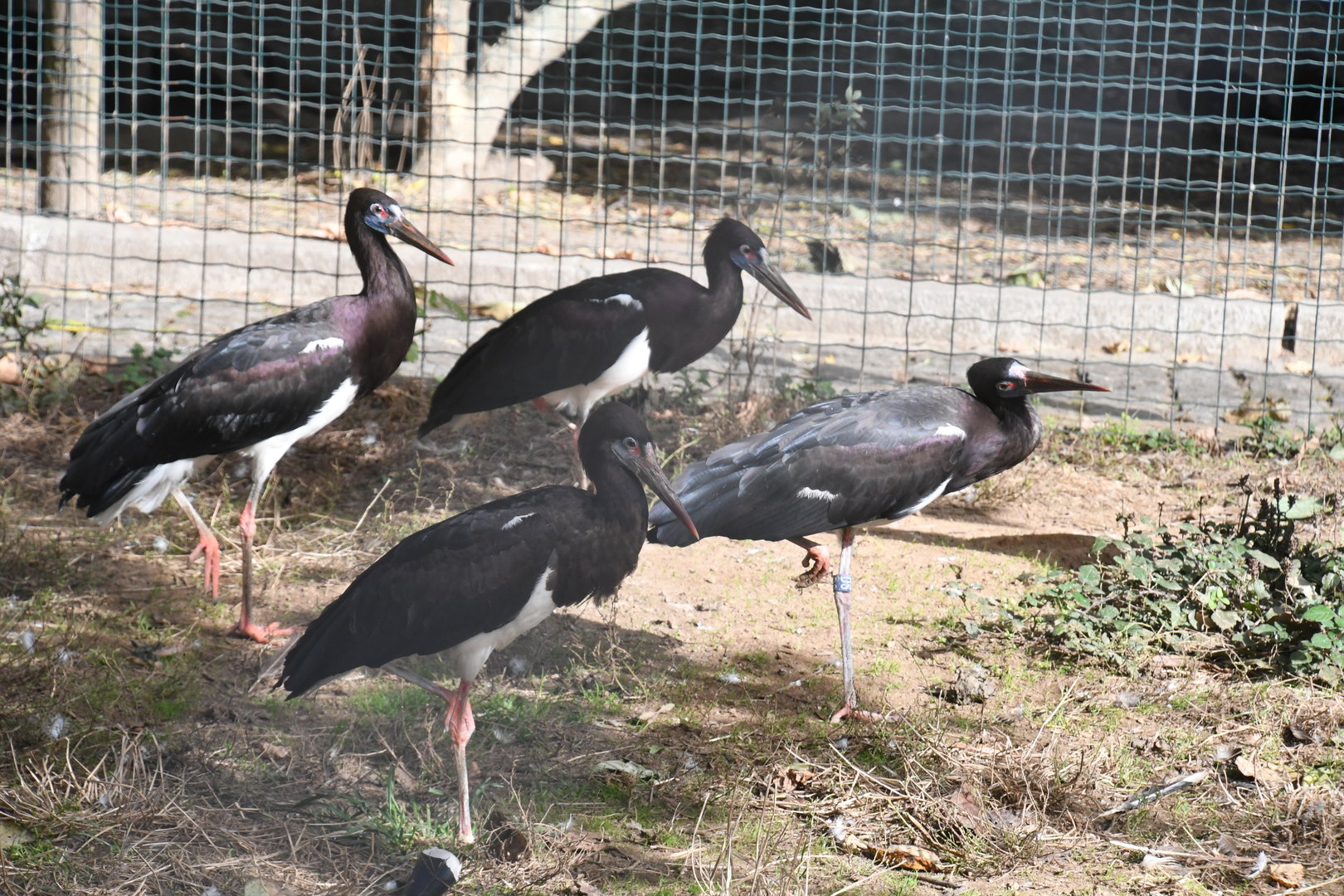 Abdim's Storks (Zoo Lourosa)