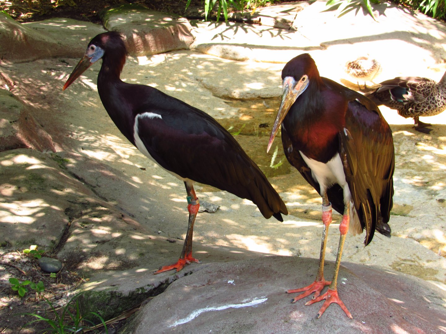 Abdim's Storks
