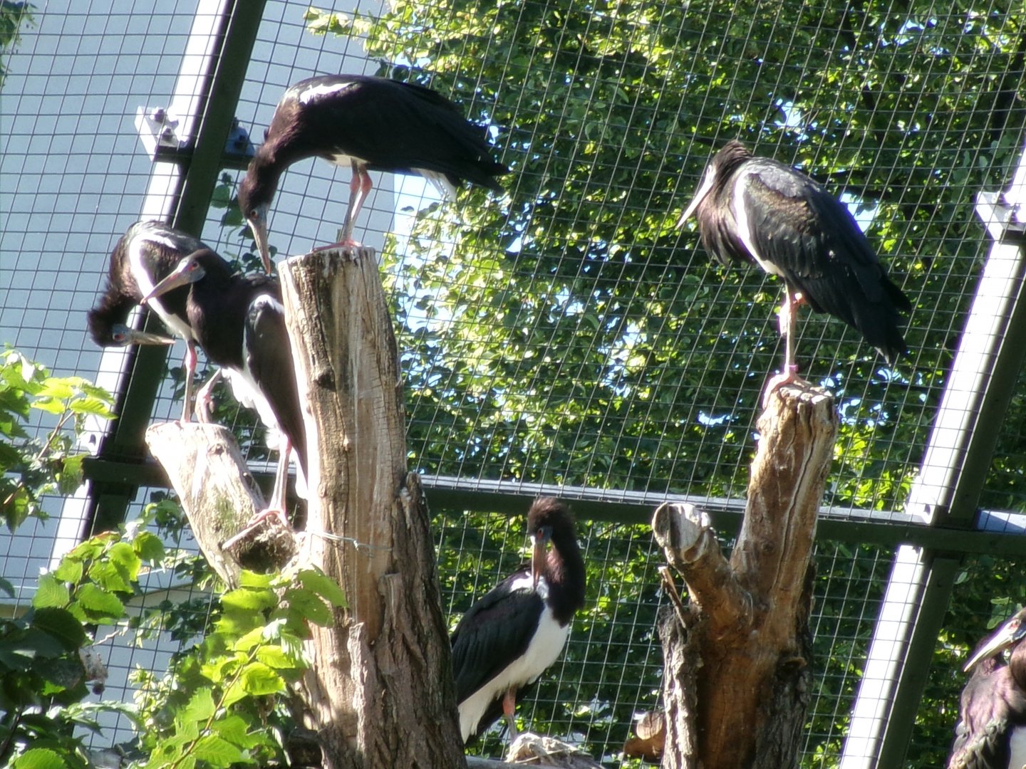 Abdim's storks