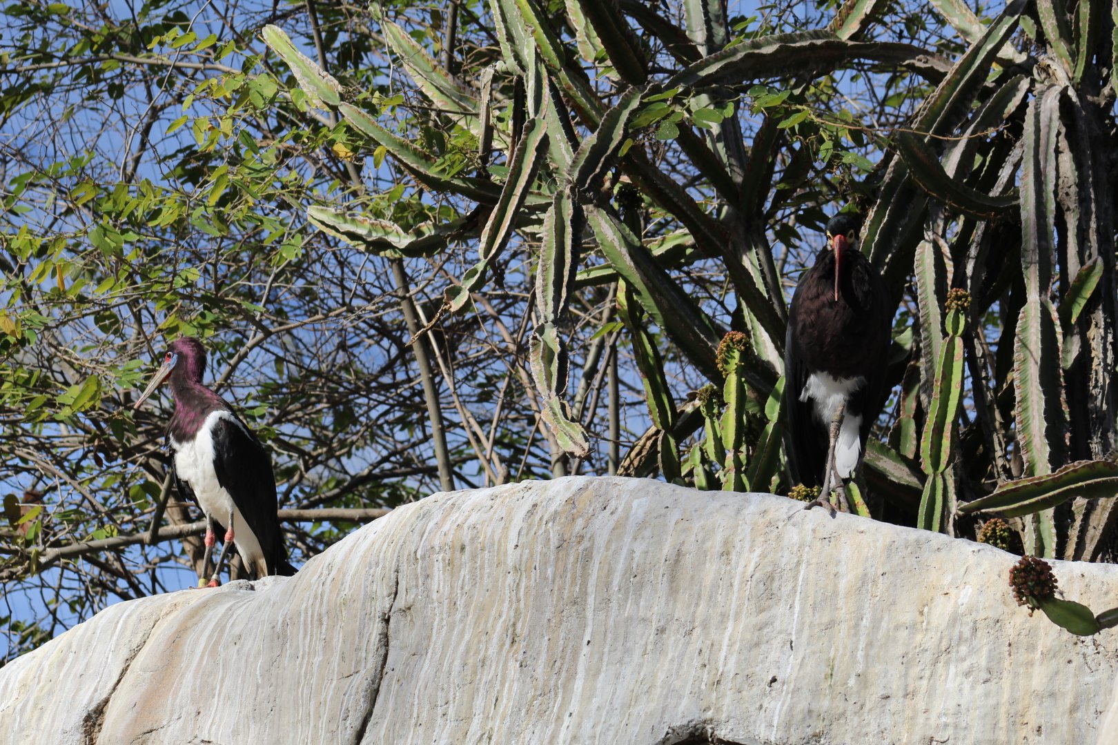 Abdim's & Storm's Storks