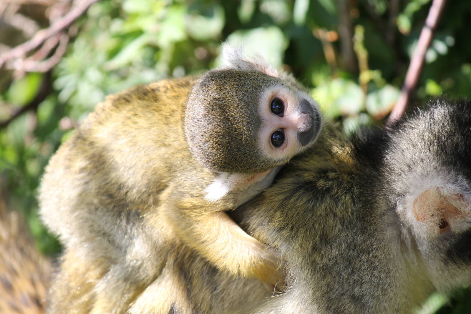 Abe?erne - Bolivian squirrel monkey
