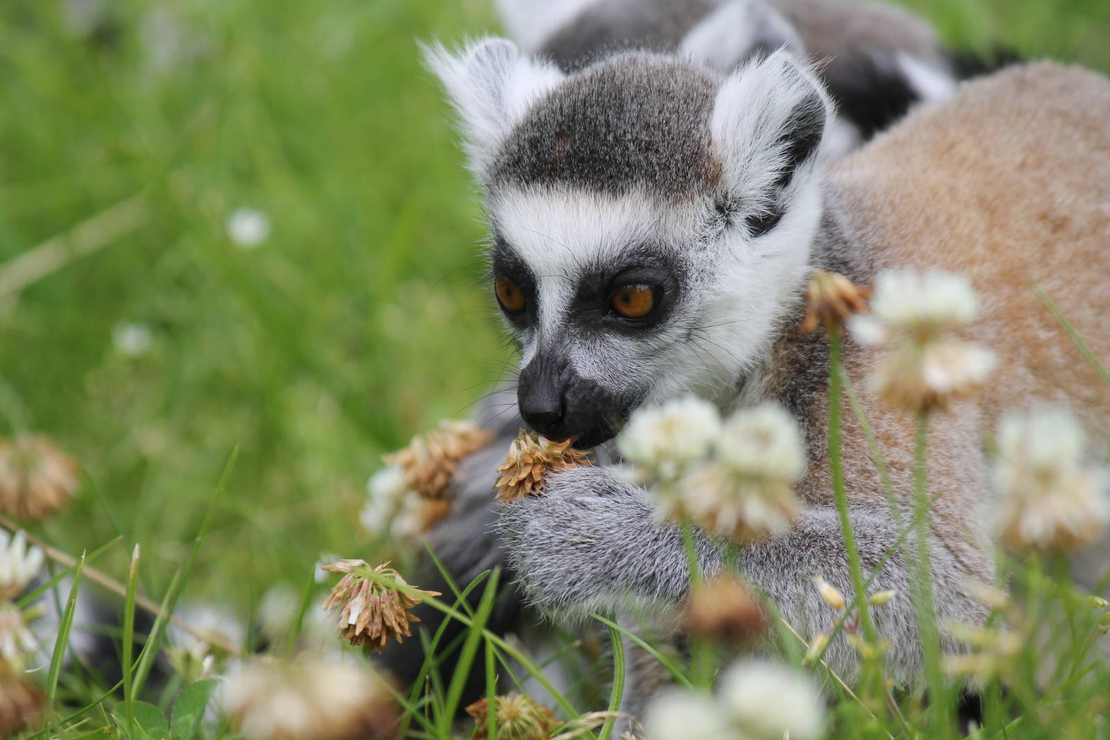 Abe?erne - Ring-tailed lemur