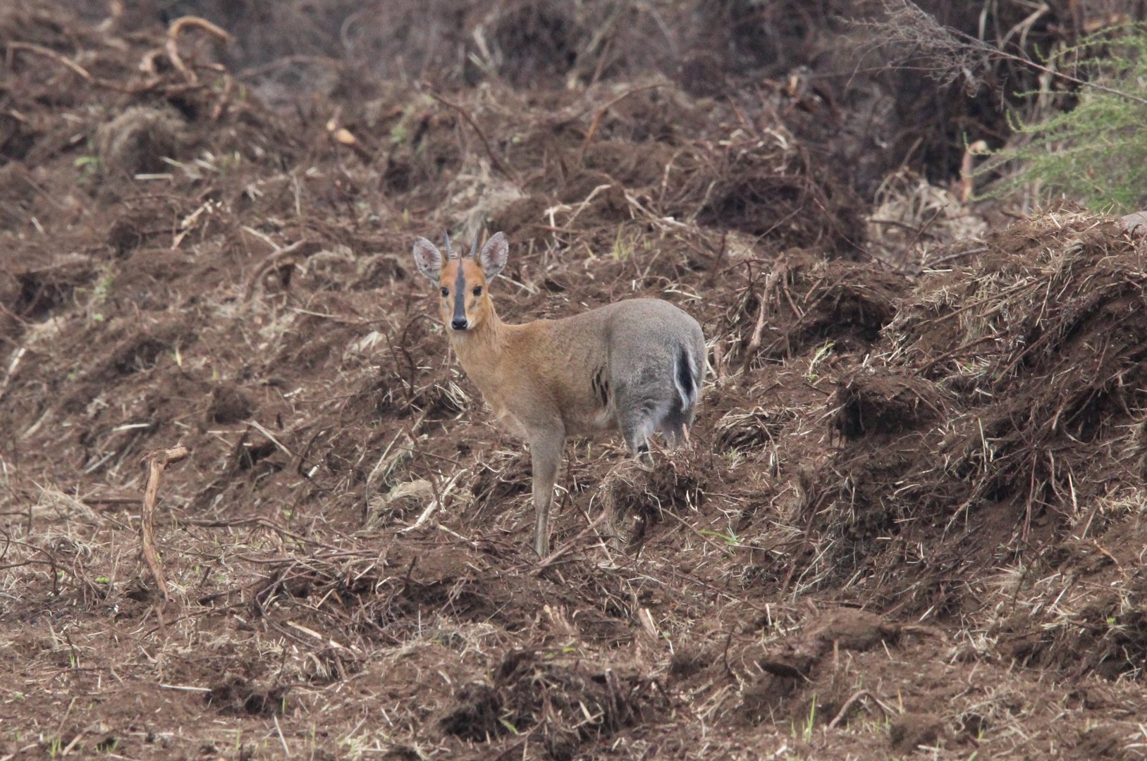 Aberdare Bush Duiker