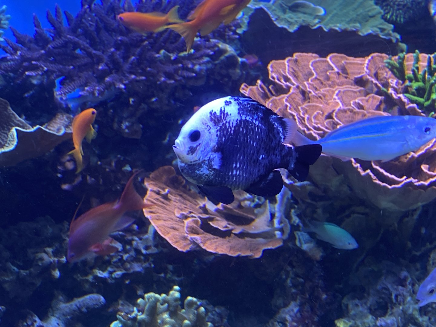 Aberrant? threespot dascyllus