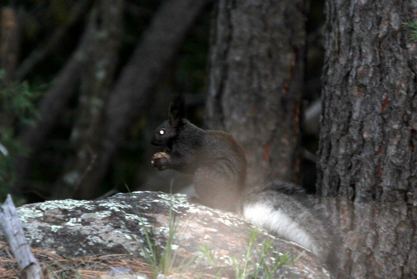 Abert's squirrel or the tassel-eared squirrel (Sciurus aberti aberti)